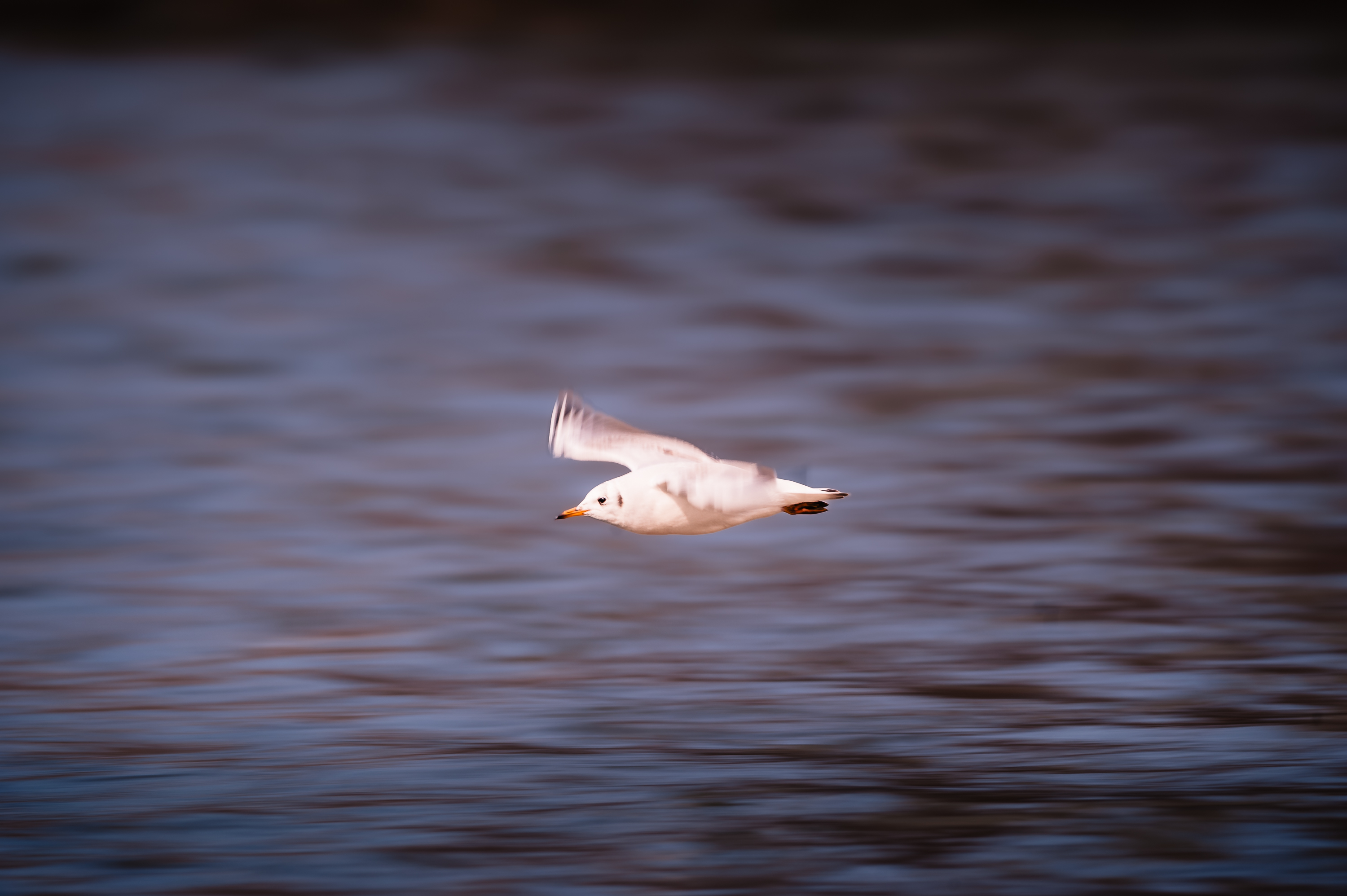 Thalkirchen Wasservoegel 2867